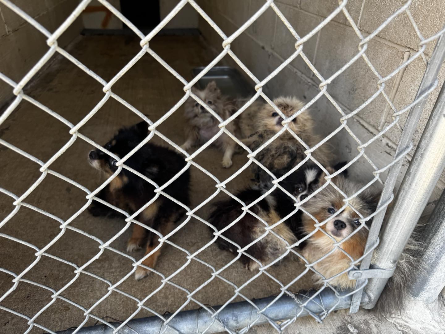 Nearly 300 Animals Rescued from Hoarding Situation in Trenton ...