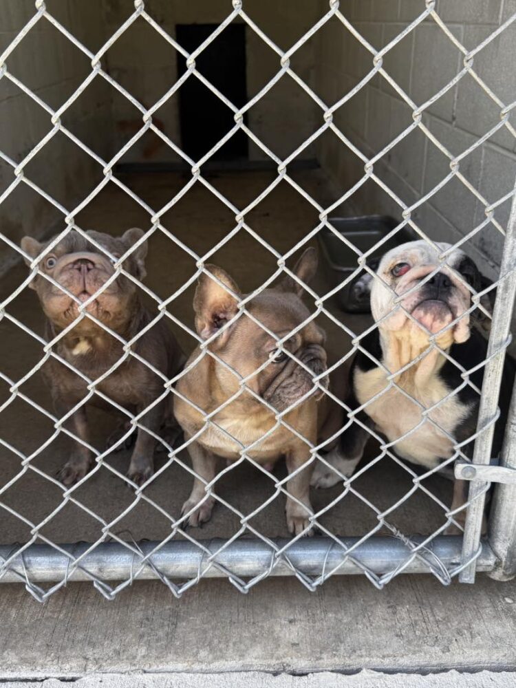 Nearly 300 Animals Rescued from Hoarding Situation in Trenton ...